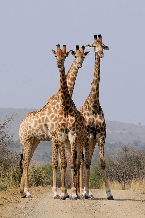 africa